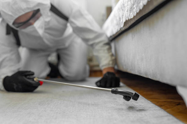 Professional Bed Bug Control technician working in Honolulu County County, HI